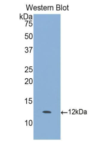 Polyclonal Antibody to Granulocyte Chemotactic Protein 2 (GCP2)