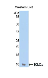 Polyclonal Antibody to Thymus Activation Regulated Chemokine (TARC)