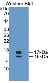 Polyclonal Antibody to Mucosae Associated Epithelia Chemokine (MEC)