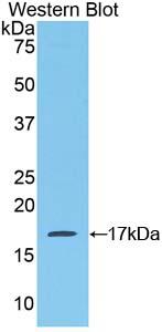 Polyclonal Antibody to Mucosae Associated Epithelia Chemokine (MEC)