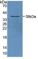 Polyclonal Antibody to Signal Transducing Adaptor Molecule 1 (STAM1)