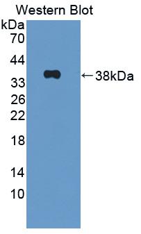 Polyclonal Antibody to Signal Transducing Adaptor Molecule 1 (STAM1)