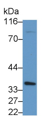 Polyclonal Antibody to Caspase 1 (CASP1)