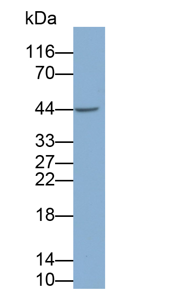 Polyclonal Antibody to Caspase 1 (CASP1)