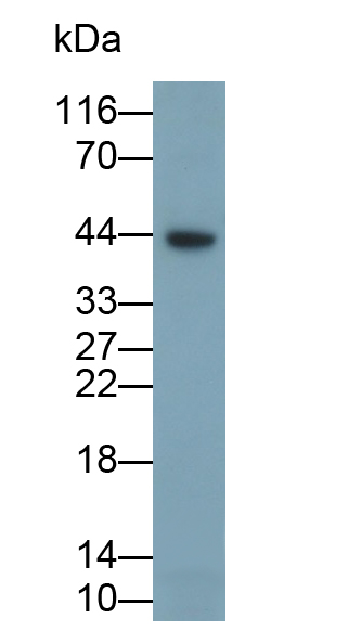 PAB592Mu01.jpg
