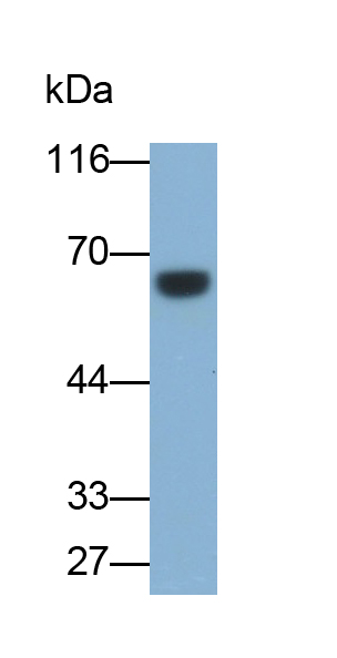 Polyclonal Antibody to Interferon Regulatory Factor 5 (IRF5)