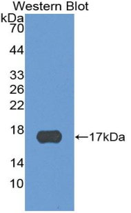 Polyclonal Antibody to B-Lymphocyte Chemoattractant (BLC)