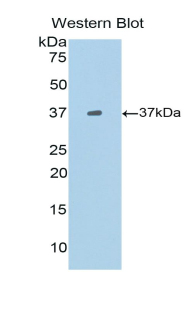 PAB601Mu01.jpg