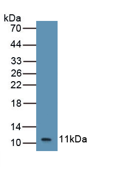 Polyclonal Antibody to Chemokine (C-X-C Motif) Ligand 2 (CXCL2)