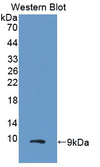 Polyclonal Antibody to Chemokine (C-X-C Motif) Ligand 2 (CXCL2)