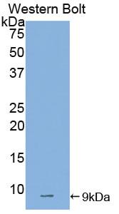 Polyclonal Antibody to Chemokine (C-X-C Motif) Ligand 2 (CXCL2)