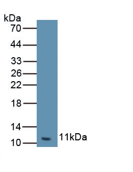 Polyclonal Antibody to Chemokine (C-X-C Motif) Ligand 3 (CXCL3)