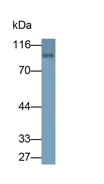 PAB608Ra01.jpg