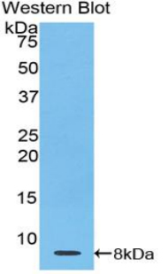 Polyclonal Antibody to Thymosin Beta 4 (TMSB4X)