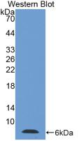 Polyclonal Antibody to Thymosin Beta 4 (TMSB4X)