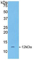 Polyclonal Antibody to Chorionic Gonadotropin Alpha Polypeptide (CGa)