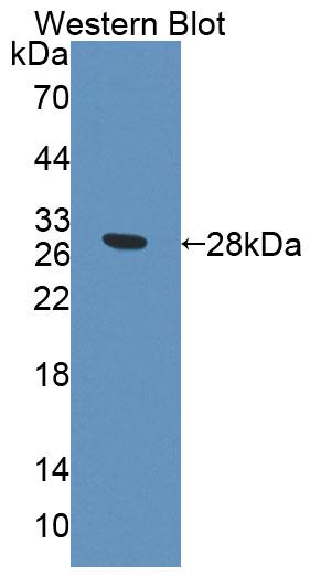 Polyclonal Antibody to Protocadherin Alpha 1 (PCDHa1)
