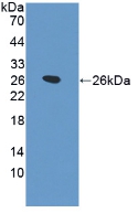 Polyclonal Antibody to Surfactant Protein B (SP-B)