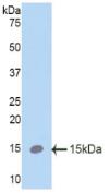 Polyclonal Antibody to Surfactant Protein C (SP-C)