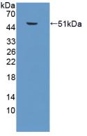 Polyclonal Antibody to Surfactant Protein C (SP-C)