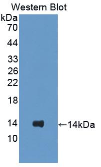 Polyclonal Antibody to Surfactant Protein C (SP-C)