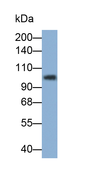 Polyclonal Antibody to Cytosolic Phospholipase A2 (PLA2G4)