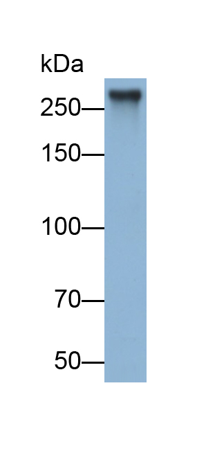 Polyclonal Antibody to Insulin Like Growth Factor 2 Receptor (IGF2R)