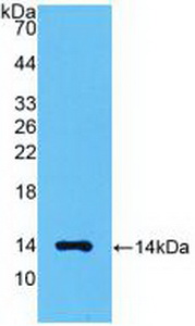 Polyclonal Antibody to Myostatin (MSTN)