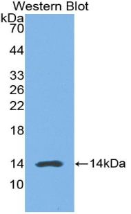 Biotin-Linked Polyclonal Antibody to Myostatin (MSTN)