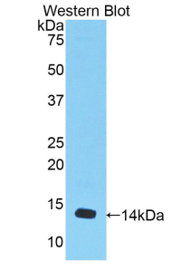 Polyclonal Antibody to Myostatin (MSTN)