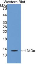 Polyclonal Antibody to Trefoil Factor 3 (TFF3)