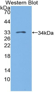 Polyclonal Antibody to Lymphocyte Activation Gene 3 (LAG3)