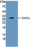 PAB663Ra01.jpg