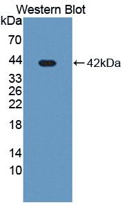 Polyclonal Antibody to Golgi Phosphoprotein 2 (GOLPH2)