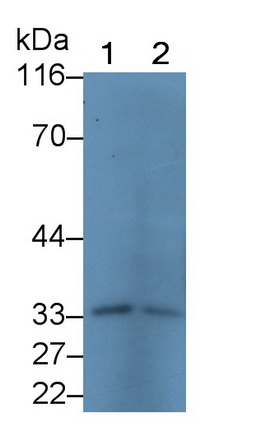 Polyclonal Antibody to Prion Protein (PRNP)