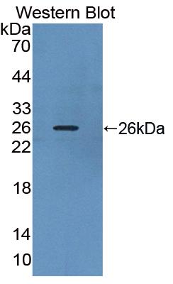 Biotin-Linked Polyclonal Antibody to Suppressors Of Cytokine Signaling 3 (SOCS3)