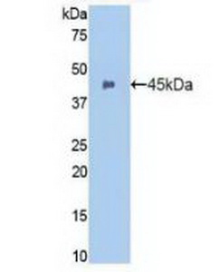 Polyclonal Antibody to Integrin Alpha M (CD11b)