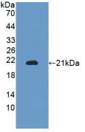 Polyclonal Antibody to Integrin Alpha M (CD11b)