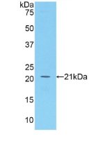 Polyclonal Antibody to B-Cell Activating Factor (BAFF)