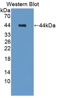 Polyclonal Antibody to B-Cell Activating Factor (BAFF)