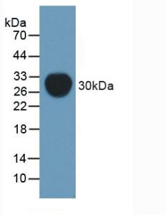 Polyclonal Antibody to Permeability Glycoprotein (Pgp)