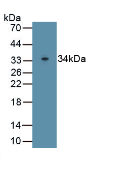 Polyclonal Antibody to Permeability Glycoprotein (Pgp)