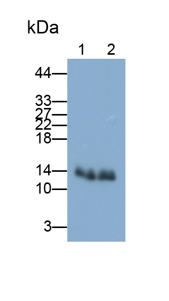 Polyclonal Antibody to Fatty Acid Binding Protein 4 (FABP4)