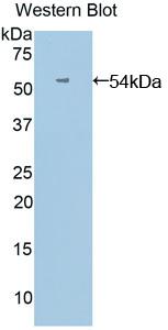 Polyclonal Antibody to Angiopoietin Like Protein 3 (ANGPTL3)