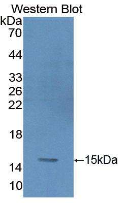 Polyclonal Antibody to Glycophorin A (GYPA)