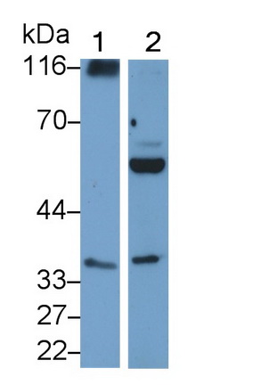 PAB707Hu01.jpg