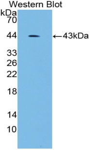 Polyclonal Antibody to Glycophorin C (GYPC)