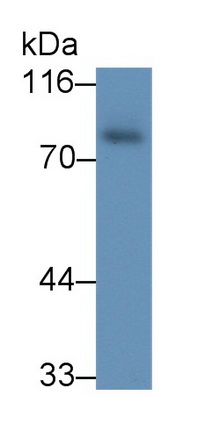 Polyclonal Antibody to Kell Protein (KEL)