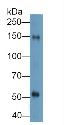Polyclonal Antibody to Cluster Of Differentiation (CD163)