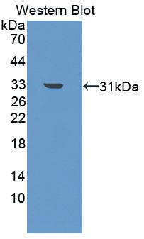 Polyclonal Antibody to Cluster Of Differentiation (CD163)